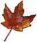 Maple Leaf